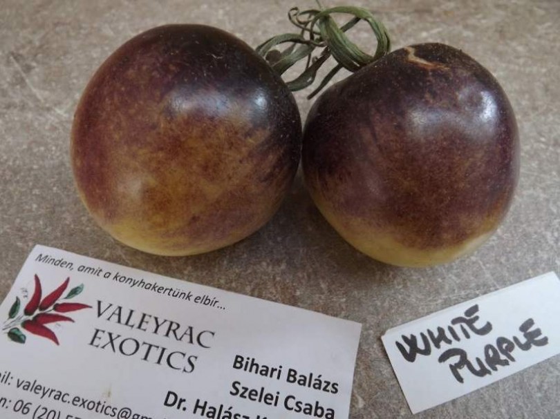 White Purple paradicsom - Paradicsom különlegességek az Egzotikus Növények Stúdiója kínálatából